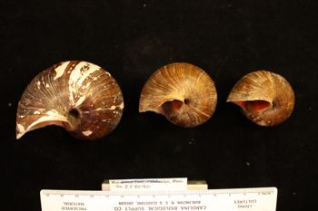 Media type: image; Malacology 258090